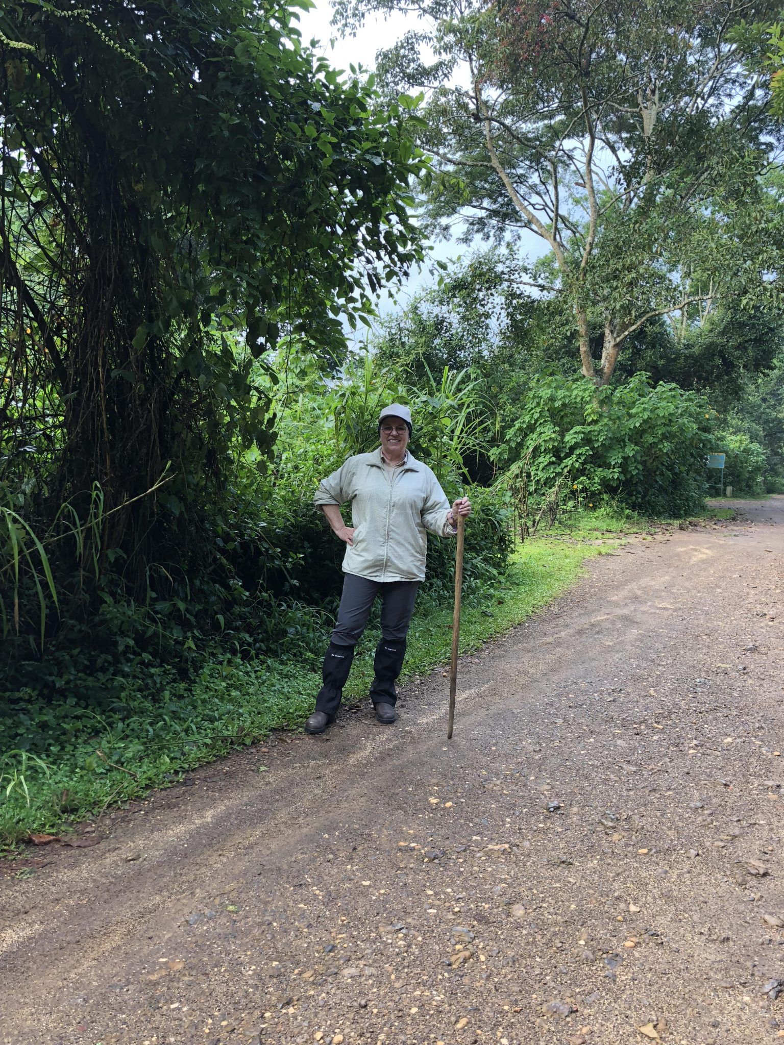 Gorilla Safari