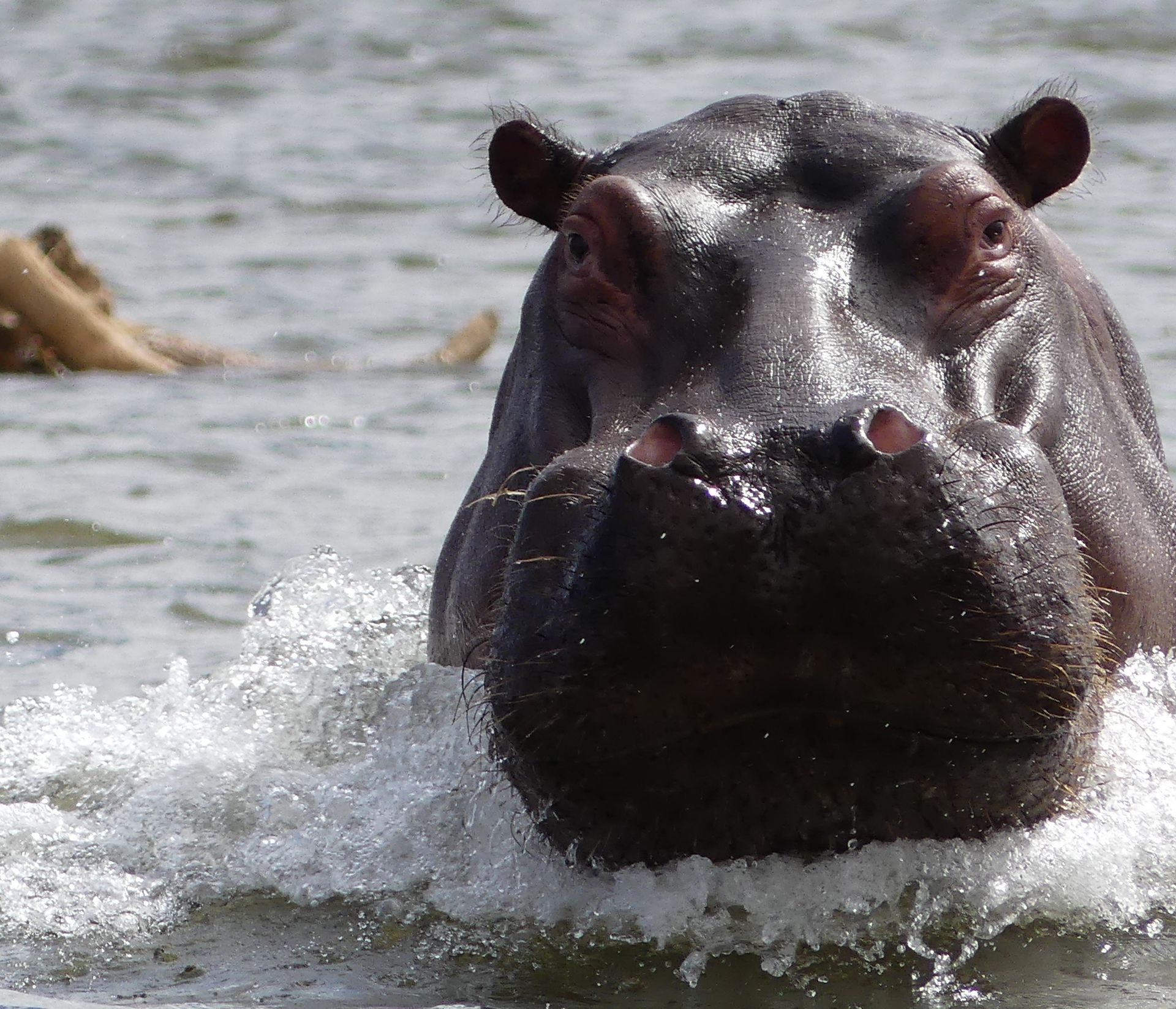 Hippo running