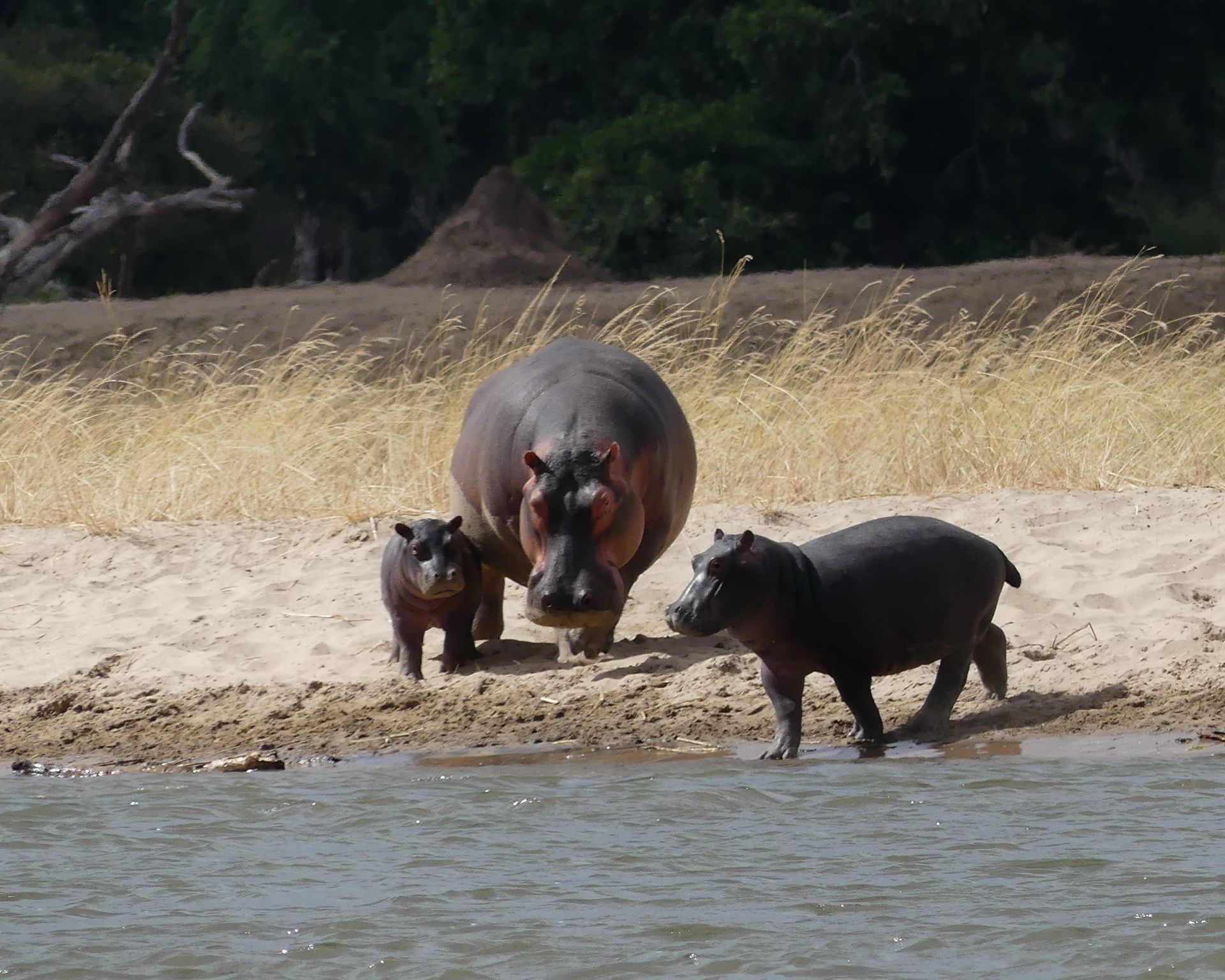 Hippo family