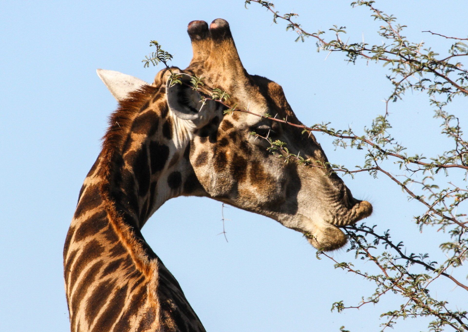 African luxury safari, giraffe