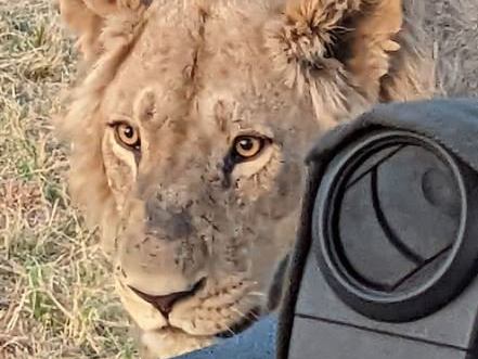 Okavango, Lioness
