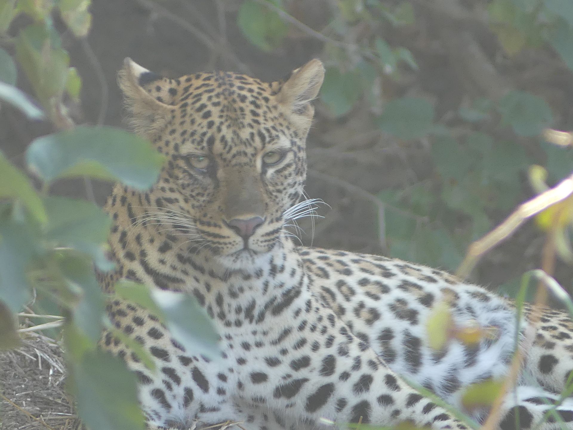 Leopard