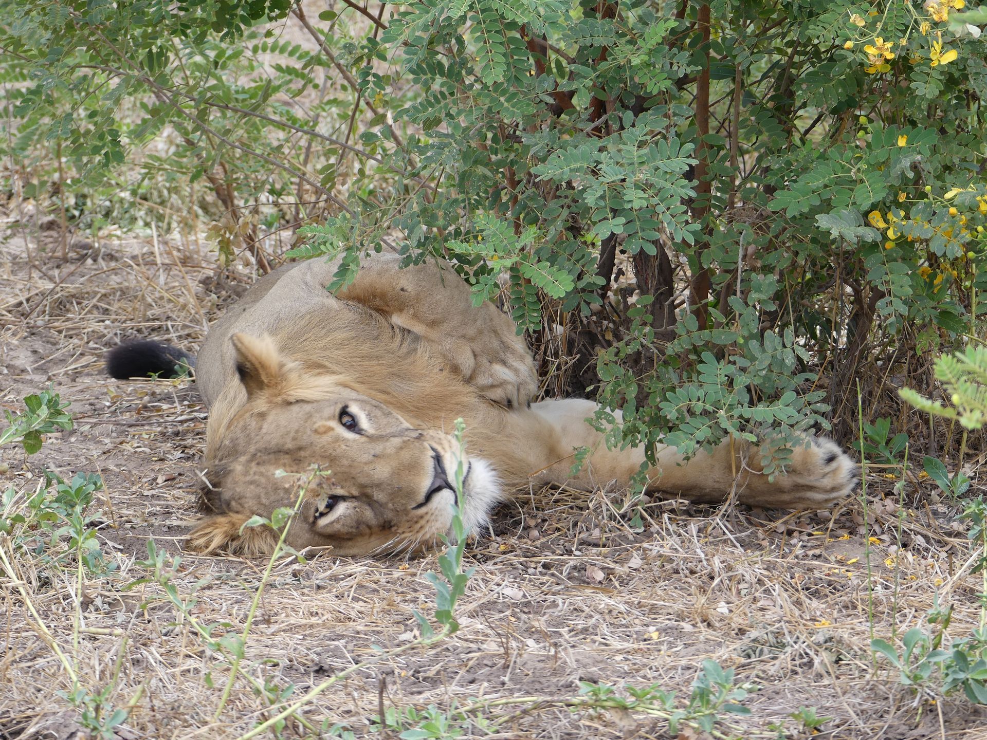 Lion