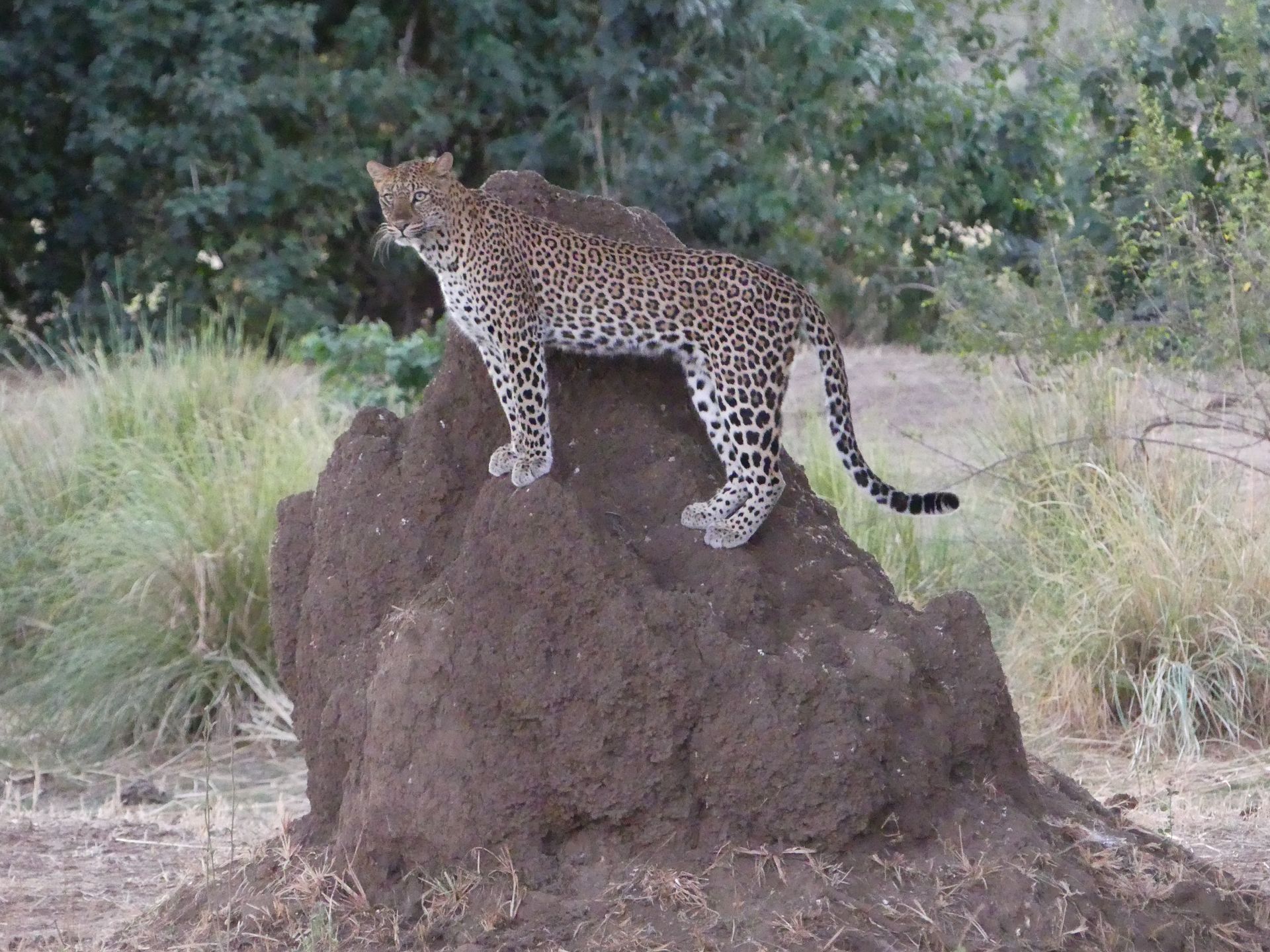 Leopard on antheap
