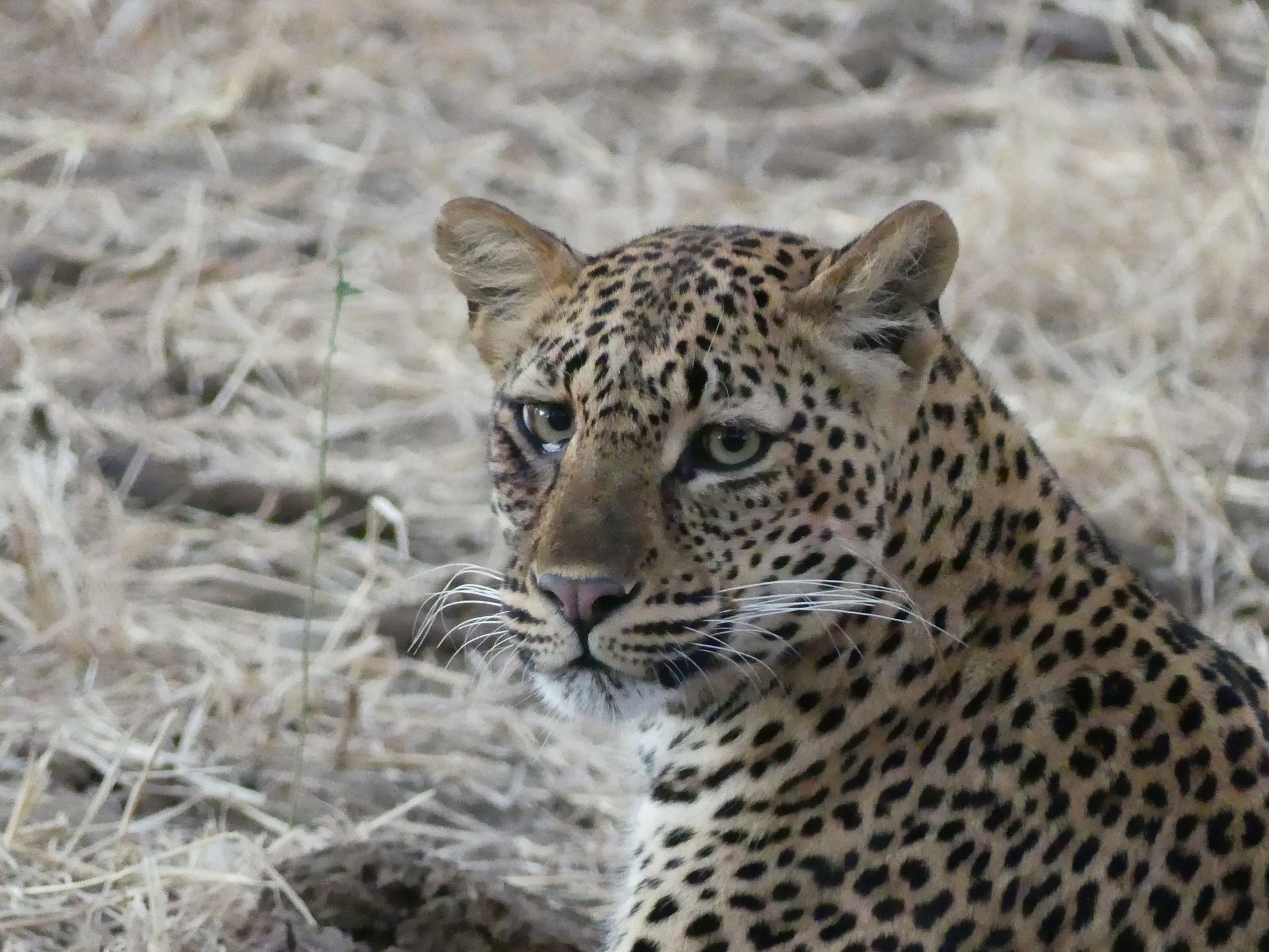Leopard