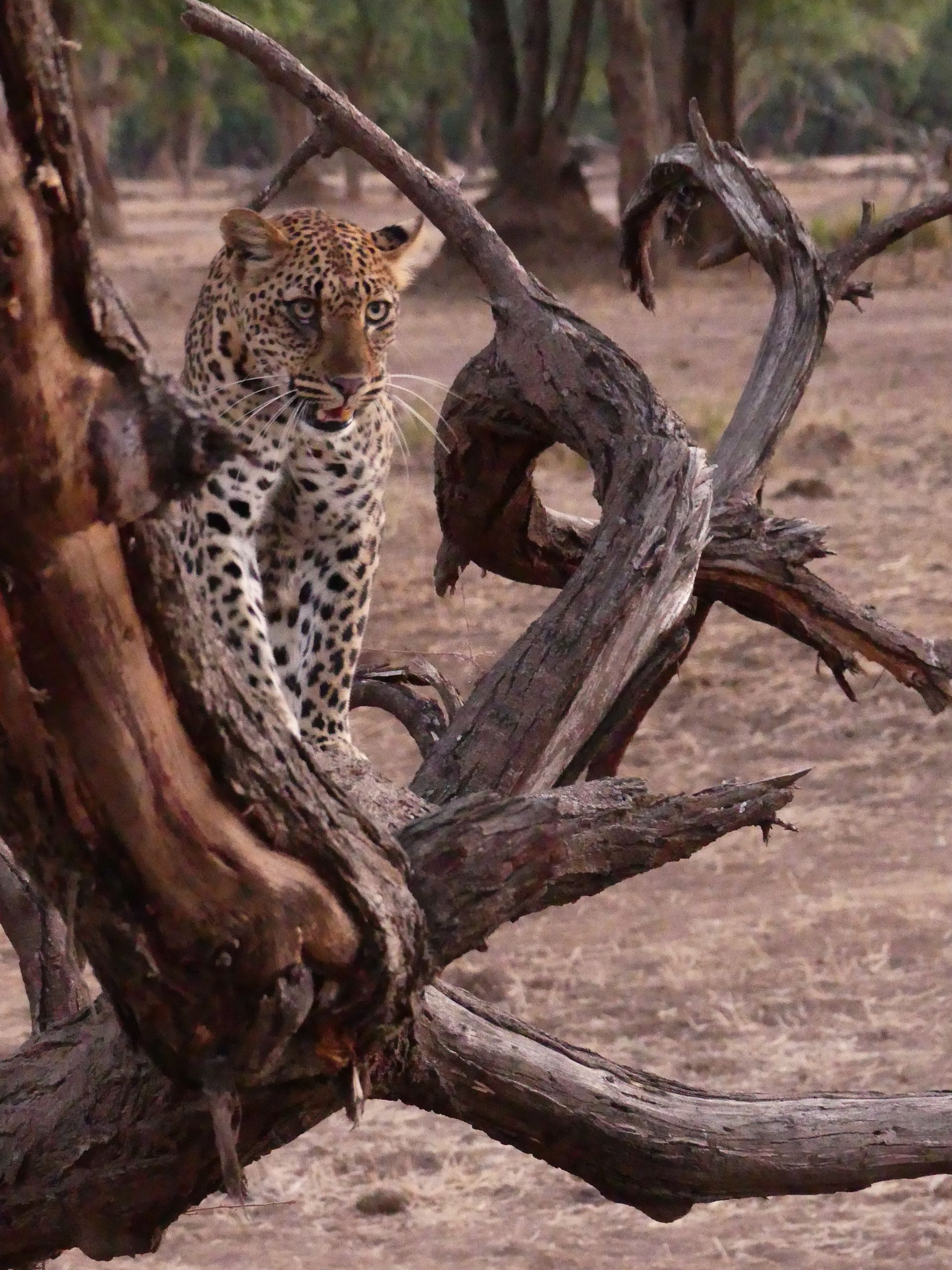 Leopard in tree