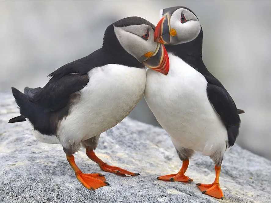 Canadian Arctic, Puffins