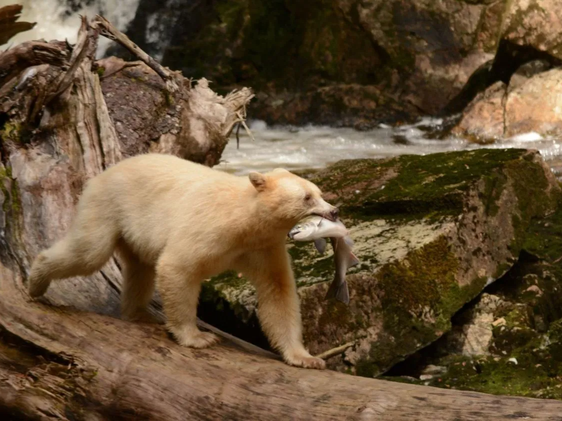 Canada, Great Bear Rainforest, Spirit Bear, Kermode Bear