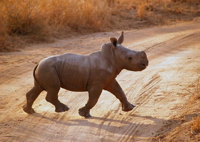 African Safari, Rhino