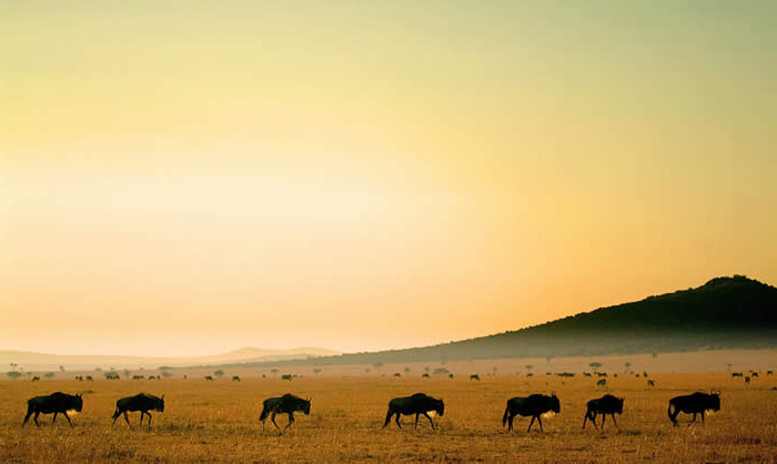 Wildebeest migration