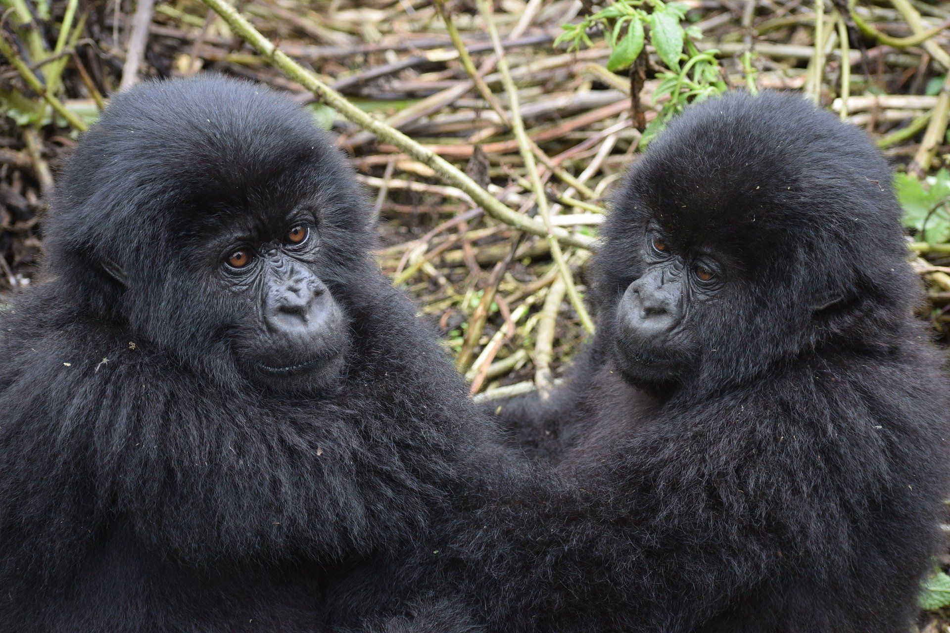 Rwanda, Gorilla trekking, Parc National de Volcans