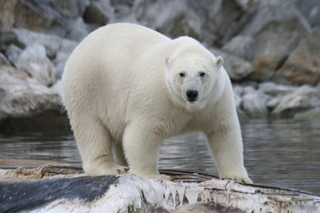 Polar Bear Safari, Canada