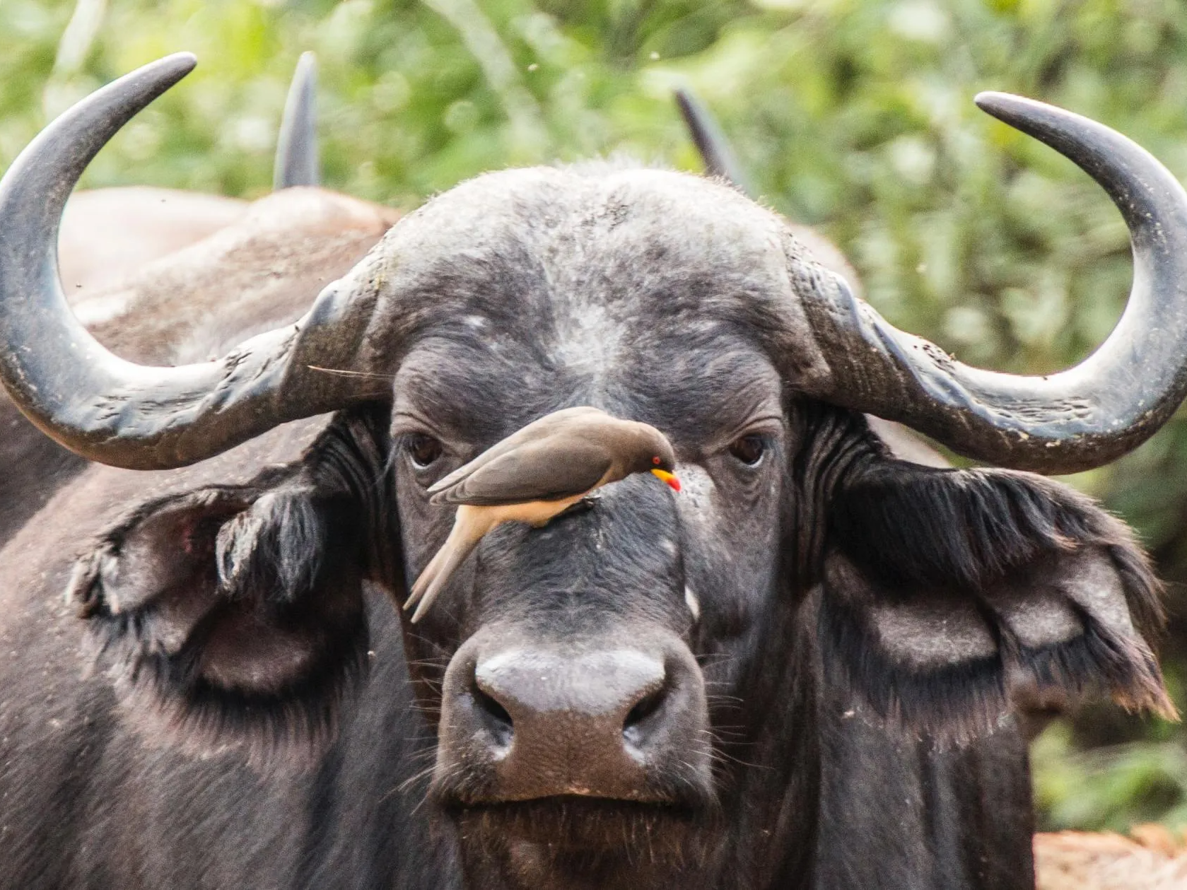 South Africa, C ape buffalo, oxpecker
