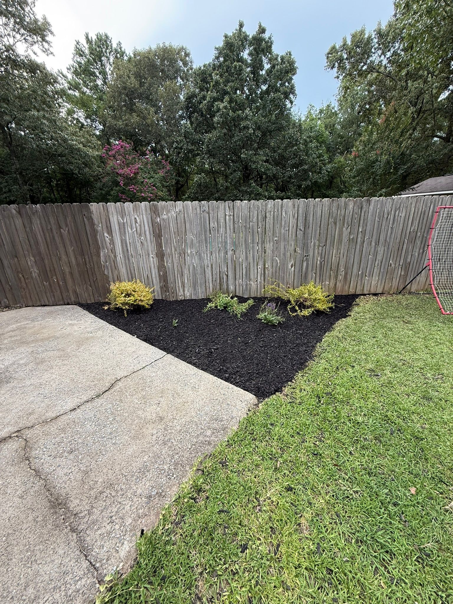 Triangular mulch bed with small plants, next to a concrete patio and grassy area, bordered by a wooden fence.