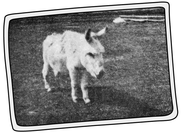 Dillon was the first member of our Isle of Wight Donkey Sanctuary! Dillon was the first member of the Isle of Wight Donkey Sanctuary in 1987