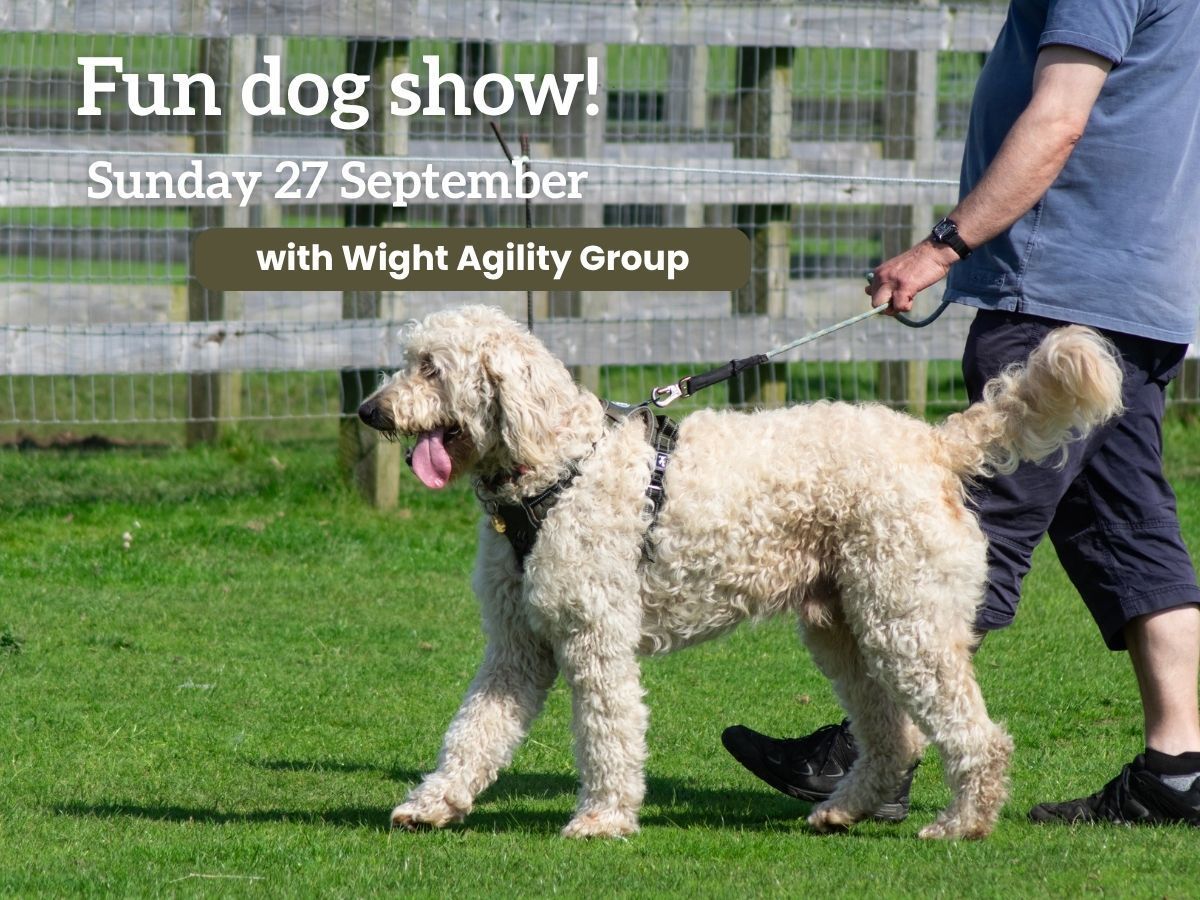 A big white dog is walking in a paddock leading a man holding the lead. The dog is walking with a big pink tongue hanging out. 