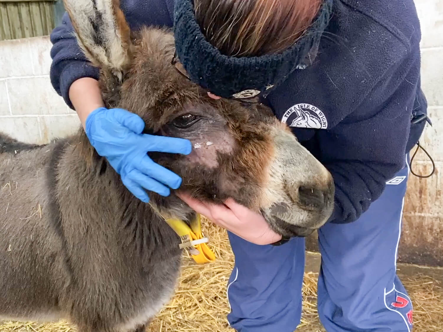A medicated cream being applied to a donkey's face at the Isle of Wight Donkey Sanctuary