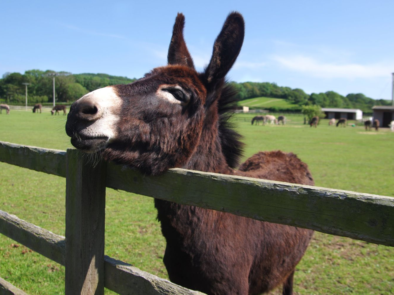 A brown donkey with a white nose leaning it's head on a fence.