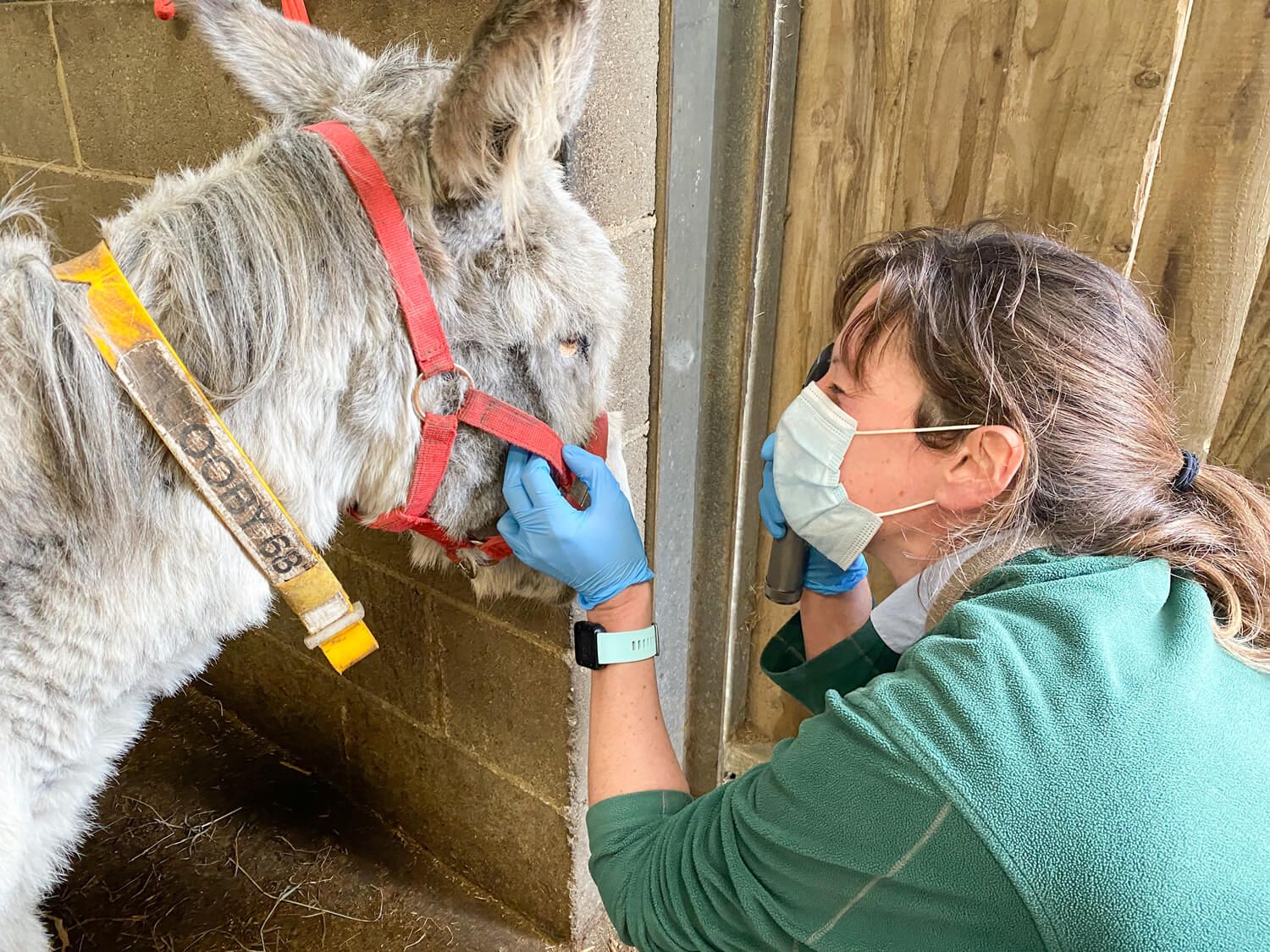 Donkey having an eye check up with a vet at the Isle of Wight Donkey Sanctuary