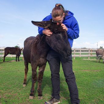 We rescue donkeys and give them the best care and welfare we possibly can Supporting our donkeys, image of a staff member at the Isle of Wight Donkey Sanctuary cuddling a donkey