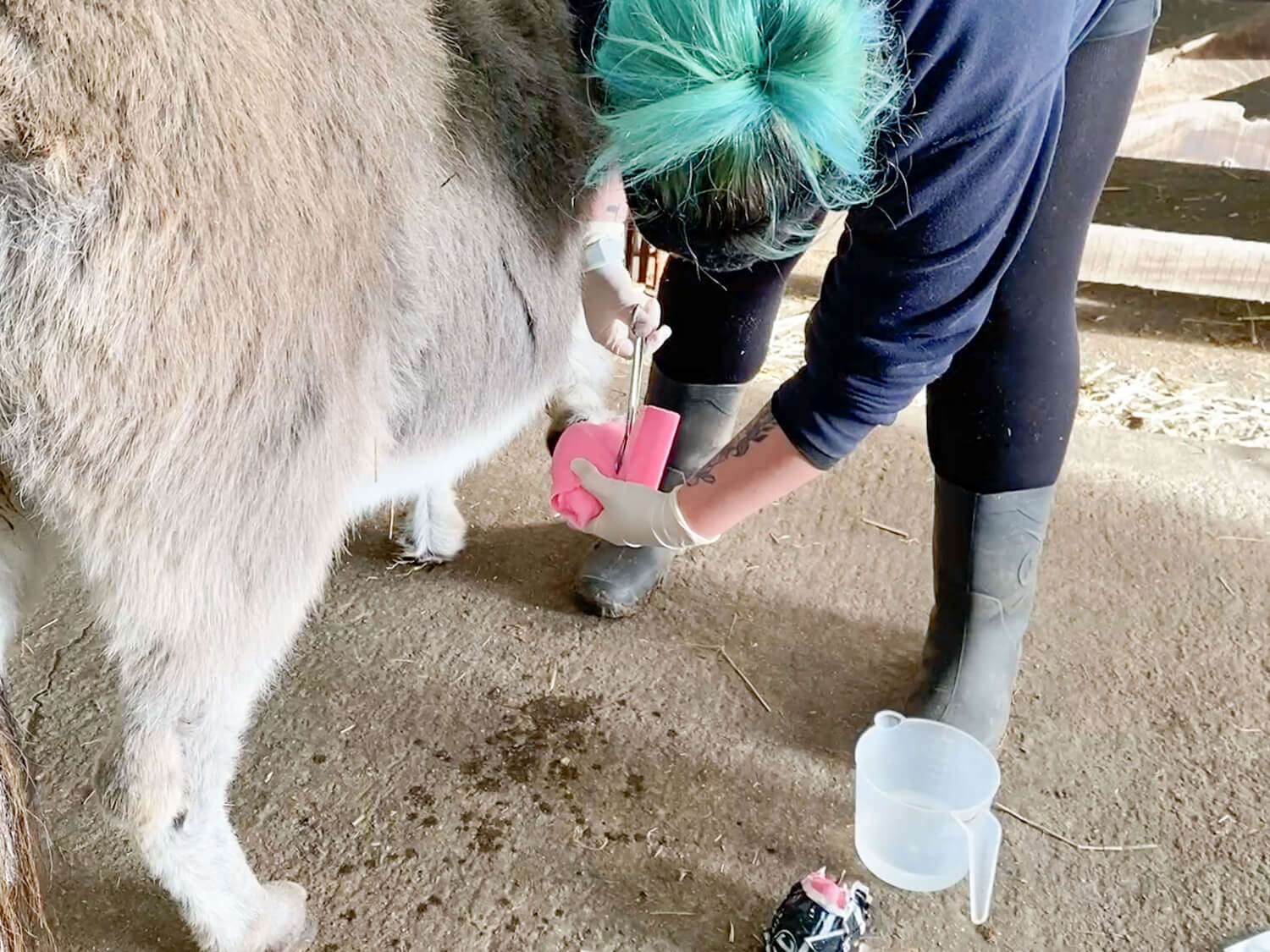A poultice being applied to a donkey's hoof at the Isle of Wight Donkey Sanctuary