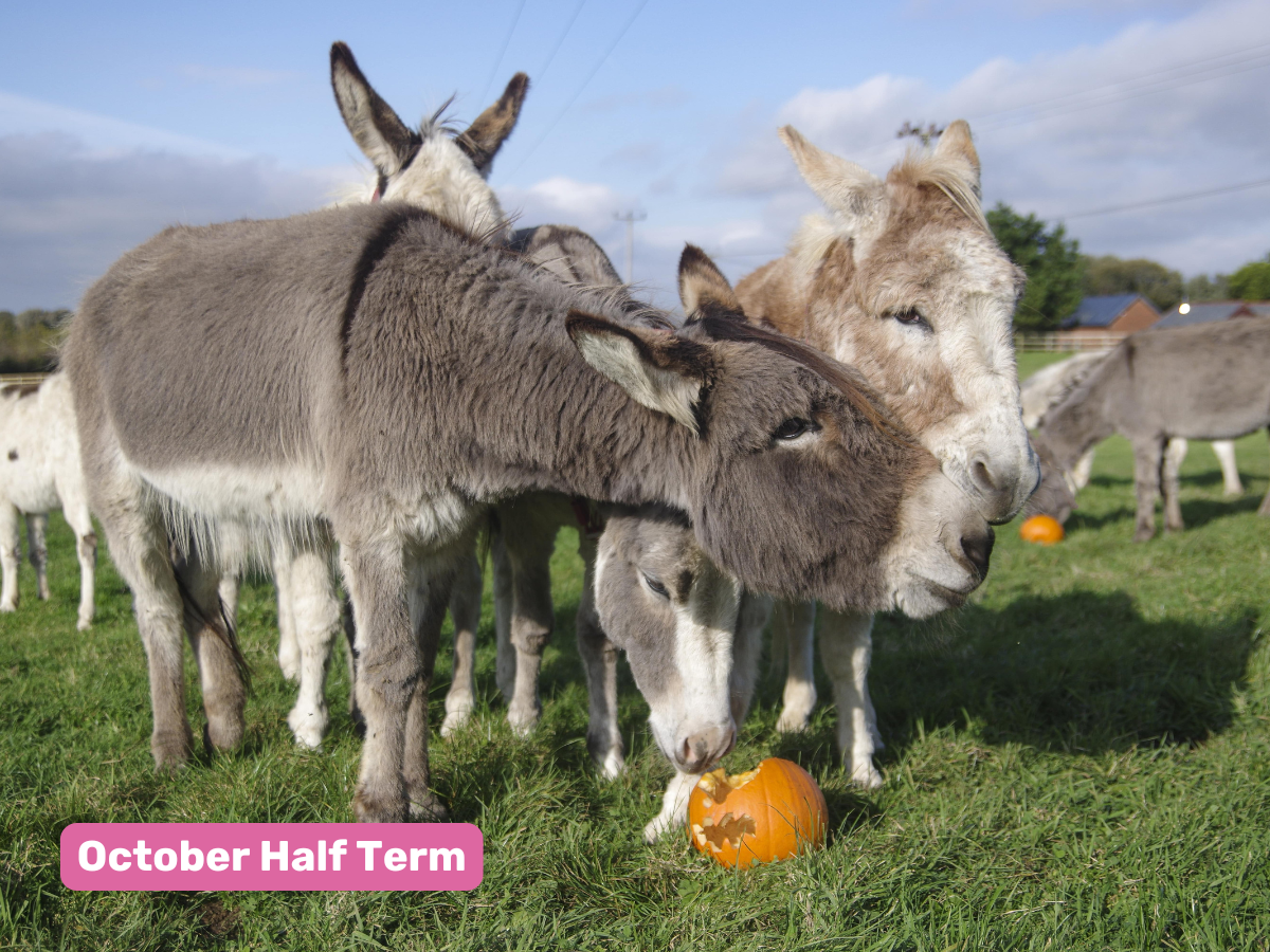 A group of donkeys in a field are standing over and eating a pumpkin