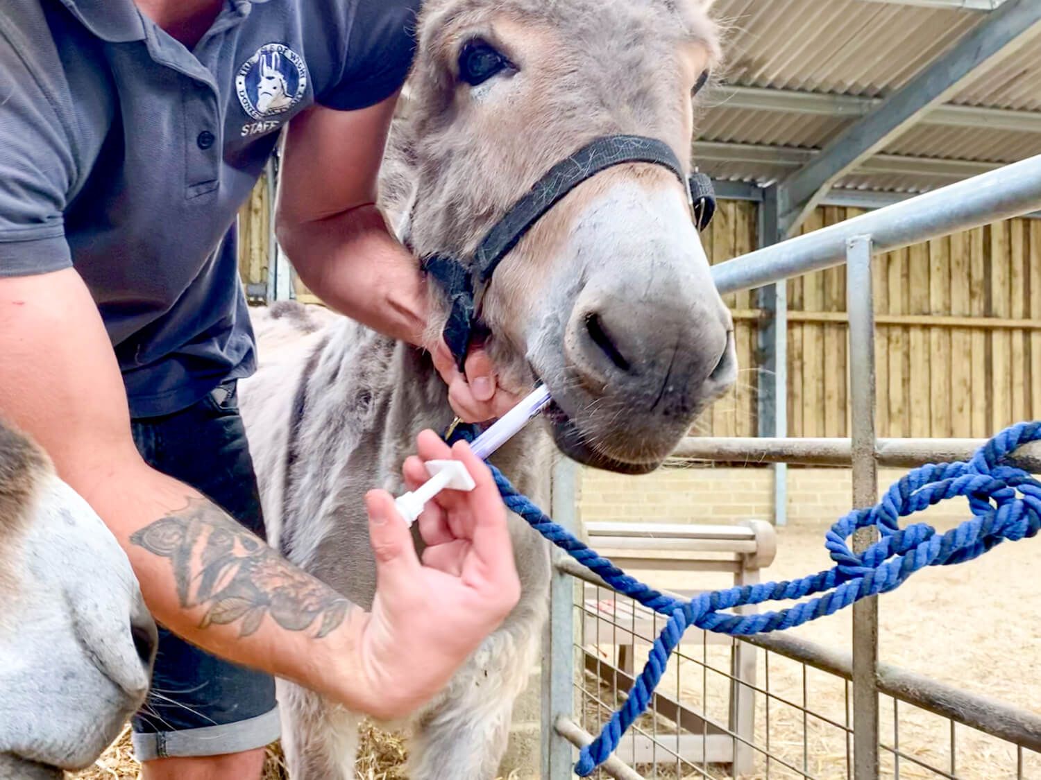 Donkey being given a wormer paste at the Isle of Wight Donkey Sanctuary