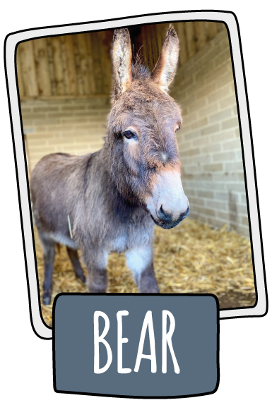 Bear the donkey at the Isle of Wight Donkey Sanctuary