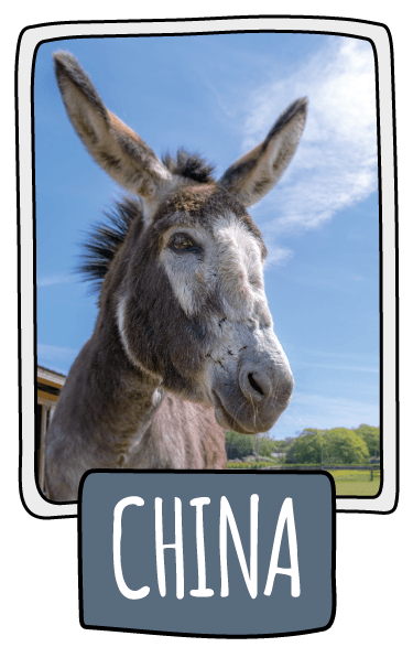 China the donkey at the Isle of Wight Donkey Sanctuary
