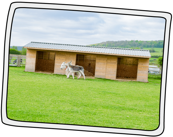 The Isle of Wight Donkey Sanctuary's first field shelter The Isle of Wight Donkey Sanctuary's first field shelter was built in 2015