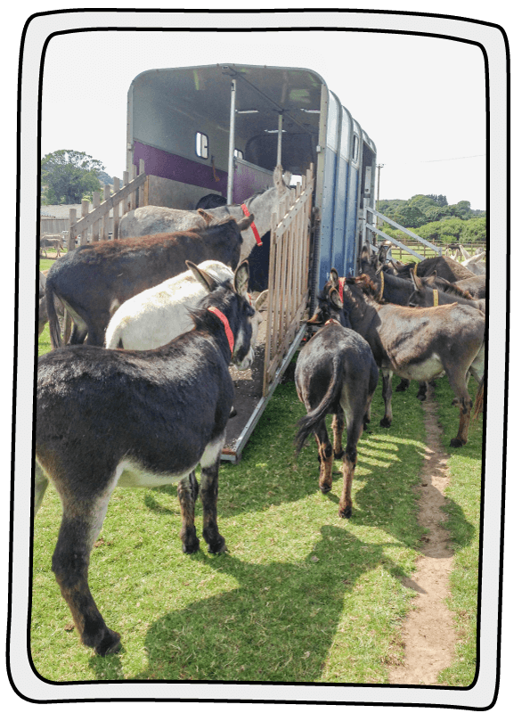 The donkeys are a fan of the donkey bus! Donkeys looking at the horsebox or donkey bus at the Isle of Wight Donkey Sanctuary