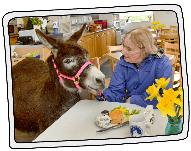Lynda was out first volunteer! Our first volunteer at Isle of Wight Donkey Sanctuary in 2014