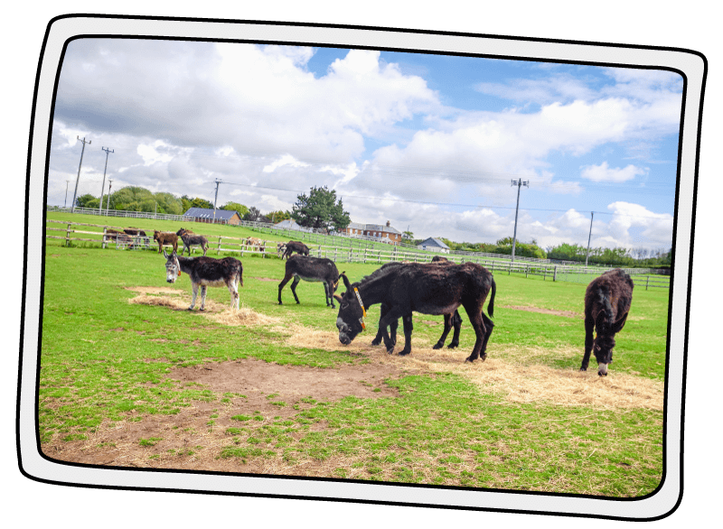 The 'French 10' arriving from France to the Isle of Wight Donkey Sanctuary Picture of French donkeys grazing at the Isle of Wight Donkey Sanctuary