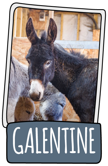 Galentine the donkey at the Isle of Wight Donkey Sanctuary