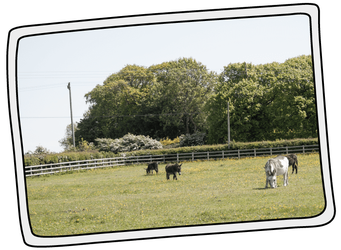 Year 2000 The Isle of Wight Donkey Sanctuary paddock with donkeys