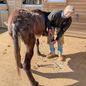 Learn more about our donkeys when you visit us at the Isle of Wight Donkey Sanctuary