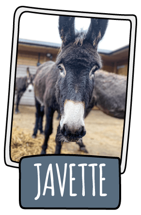 Javette the donkey at the Isle of Wight Donkey Sanctuary