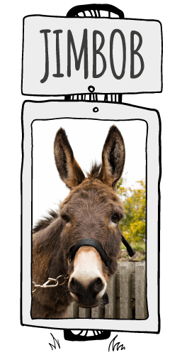 Jimbob Jimbob the donkey at the Isle of Wight Donkey Sanctuary