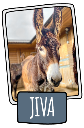 Jiva the donkey at the Isle of Wight Donkey Sanctuary