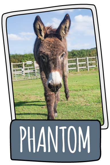 Phantom the donkey at the Isle of Wight Donkey Sanctuary