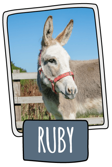 Ruby the donkey at the Isle of Wight Donkey Sanctuary