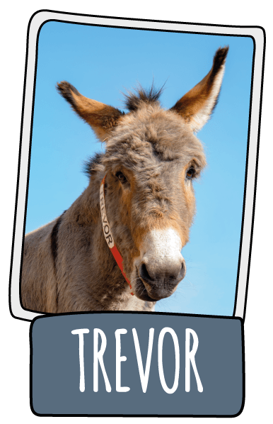 Trevor the donkey at the Isle of Wight Donkey Sanctuary