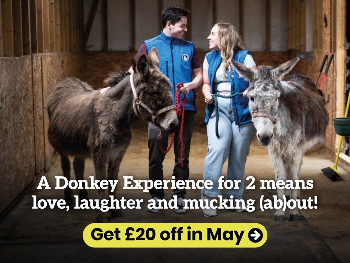 Two people looking at each other with a donkey on either side of them