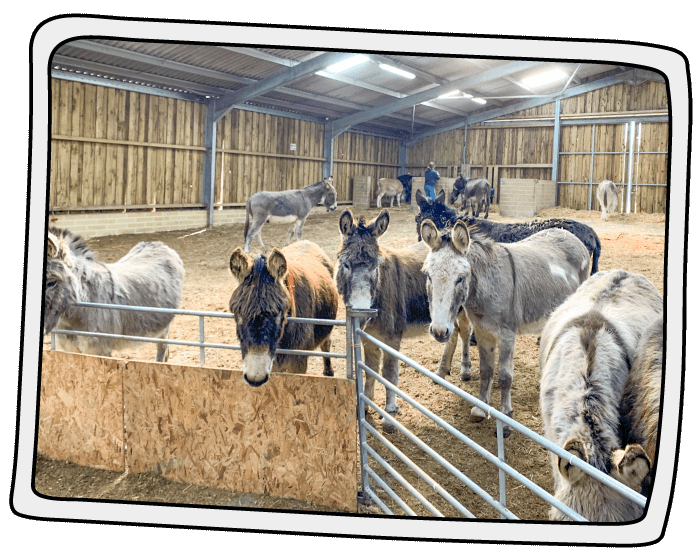 The woodchip play area Donkeys playing a woodchip paddock inside a barn at the Isle of Wight Donkey Sanctuary