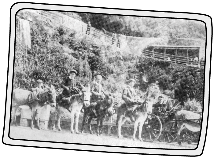 Donkeys helped business back in 1900 Donkeys were an important part of running a business back in 1900