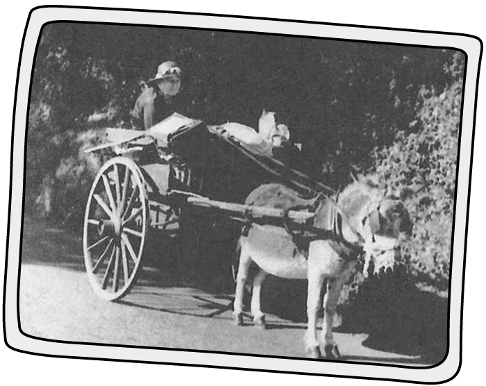 A donkey in Cowes on the Island helping to deliver washing in 1933 A donkey helping to deliver laundry on the Isle of Wight in 1933