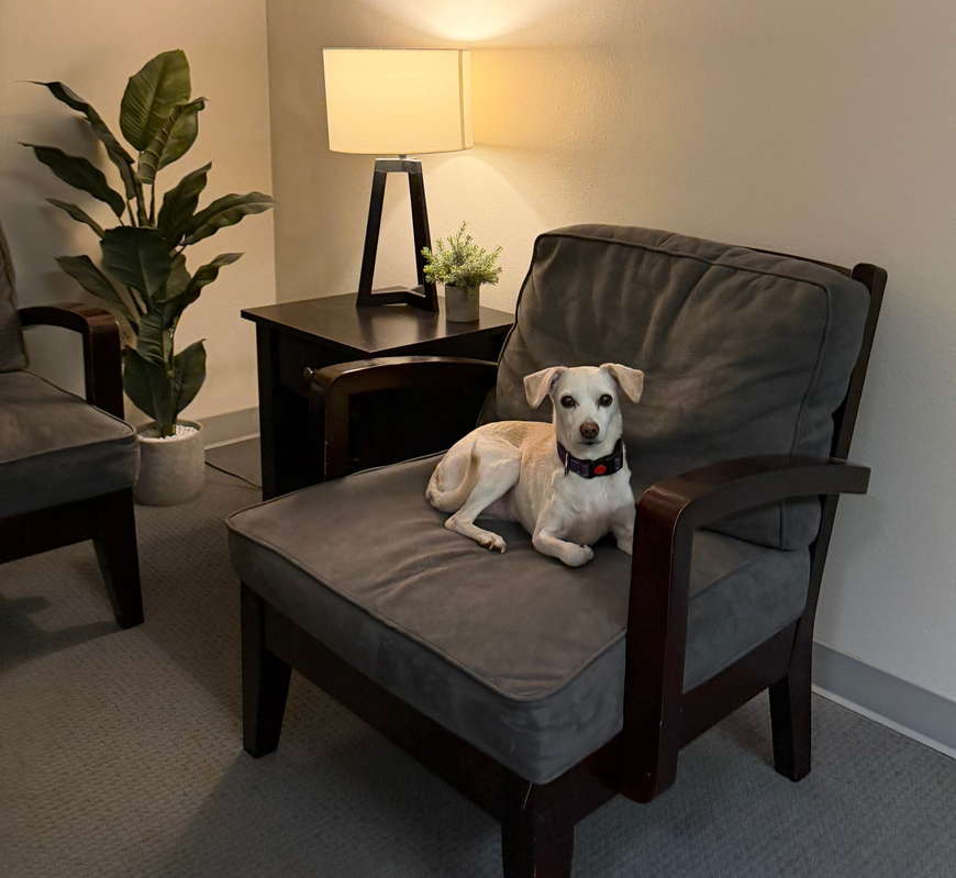 meet Kelsey our 14 year-old terrier mix who spends a lot of time in the office