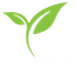Green plant sprout with two leaves on a white background