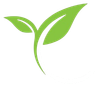 Green plant sprout with two leaves on a white background