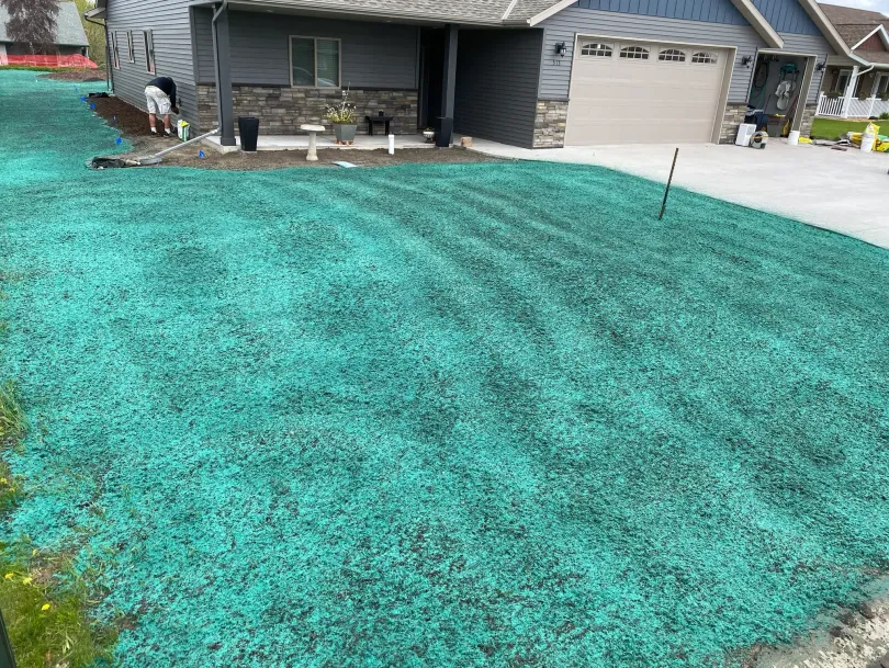 Front yard covered in bright turquoise groundcover in front of a suburban house and driveway